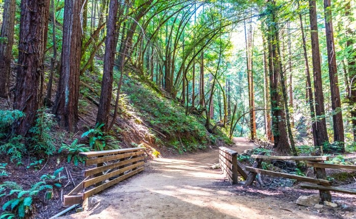 California hiking trails redwood area bay trees trail map tripsavvy redwoods forest forests where walks secretmuseum tallest article